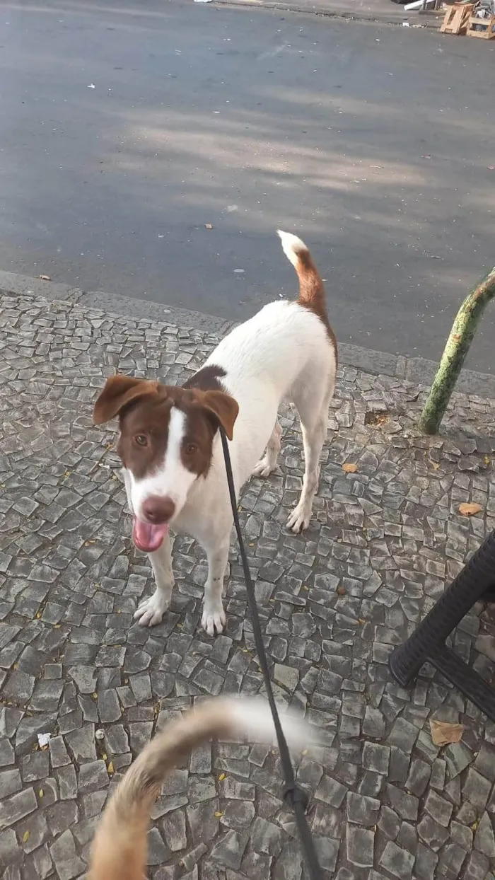 Cachorro ra a SRD-ViraLata idade 7 a 11 meses nome Tobi 