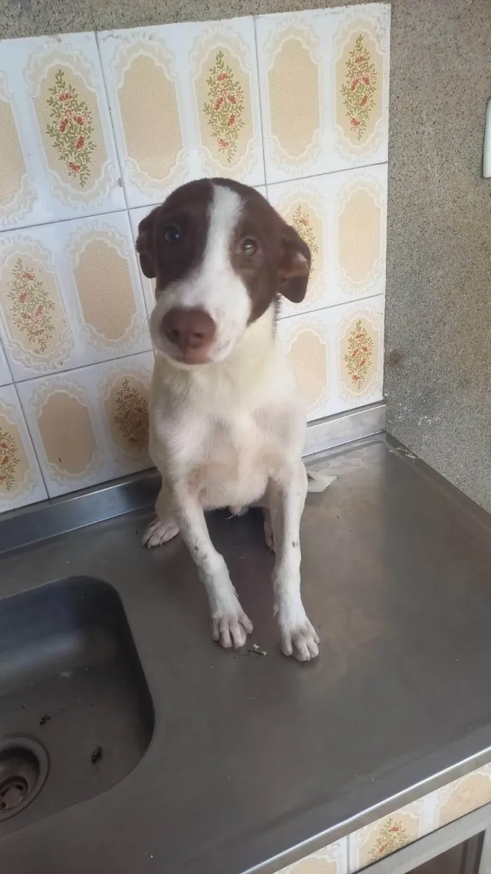 Cachorro ra a SRD-ViraLata idade 7 a 11 meses nome Tobi 