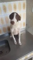 Tobi