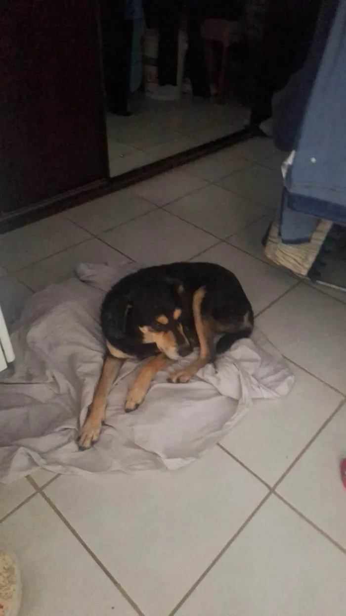 Cachorro ra a SRD-ViraLata idade 1 ano nome Luna