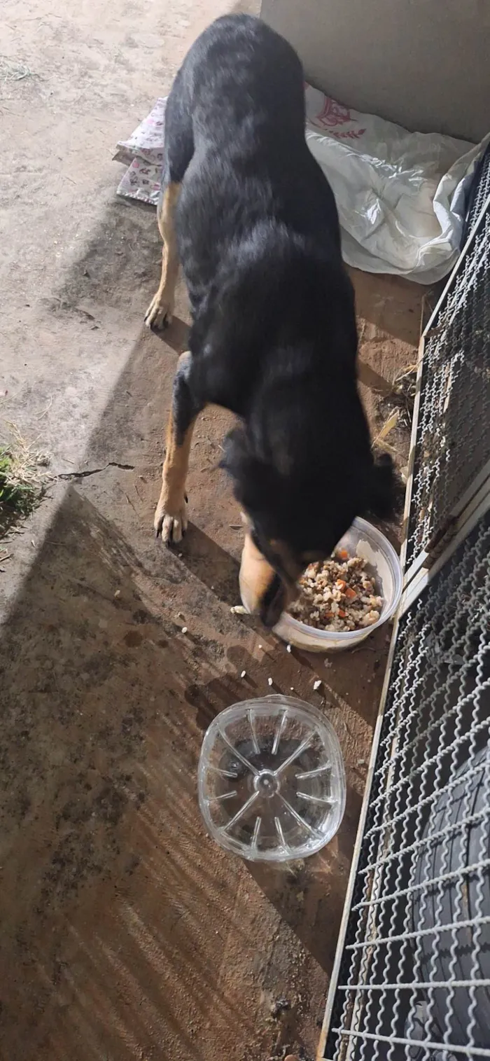 Cachorro ra a SRD-ViraLata idade 1 ano nome Luna