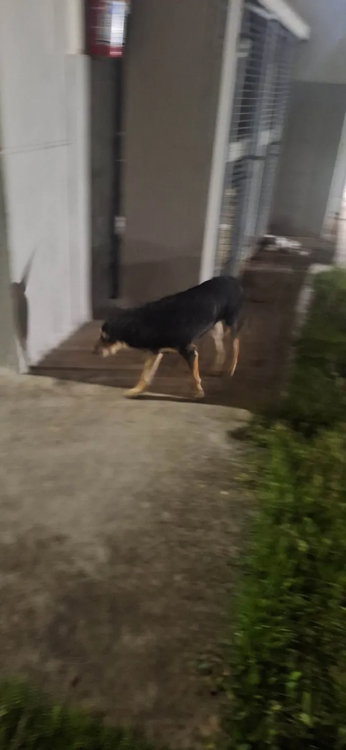 Cachorro ra a SRD-ViraLata idade 1 ano nome Luna