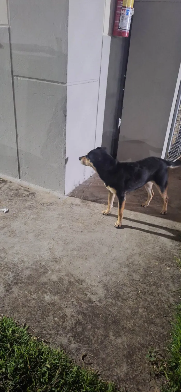Cachorro ra a SRD-ViraLata idade 1 ano nome Luna