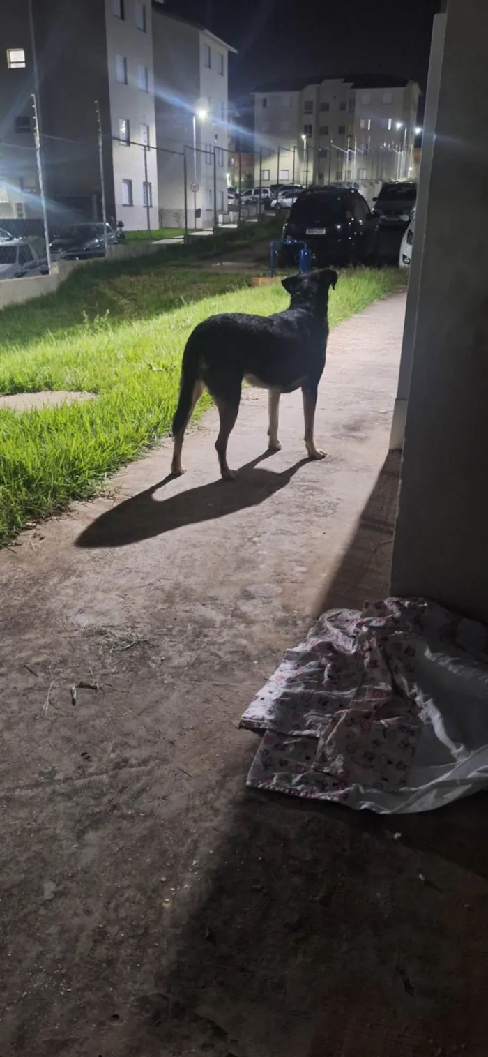 Cachorro ra a SRD-ViraLata idade 1 ano nome Luna