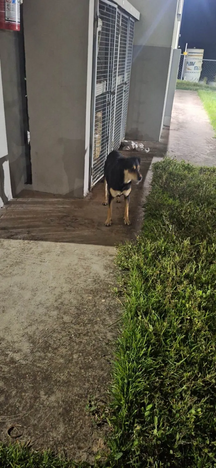Cachorro ra a SRD-ViraLata idade 1 ano nome Luna