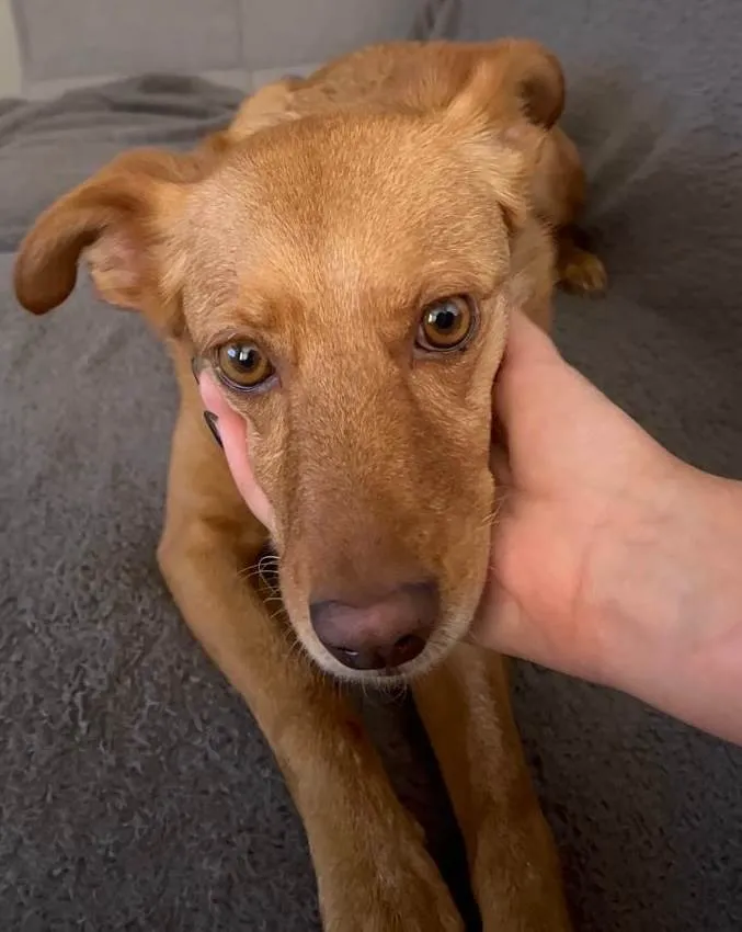 Cachorro ra a SRD-ViraLata idade 4 anos nome Mel 
