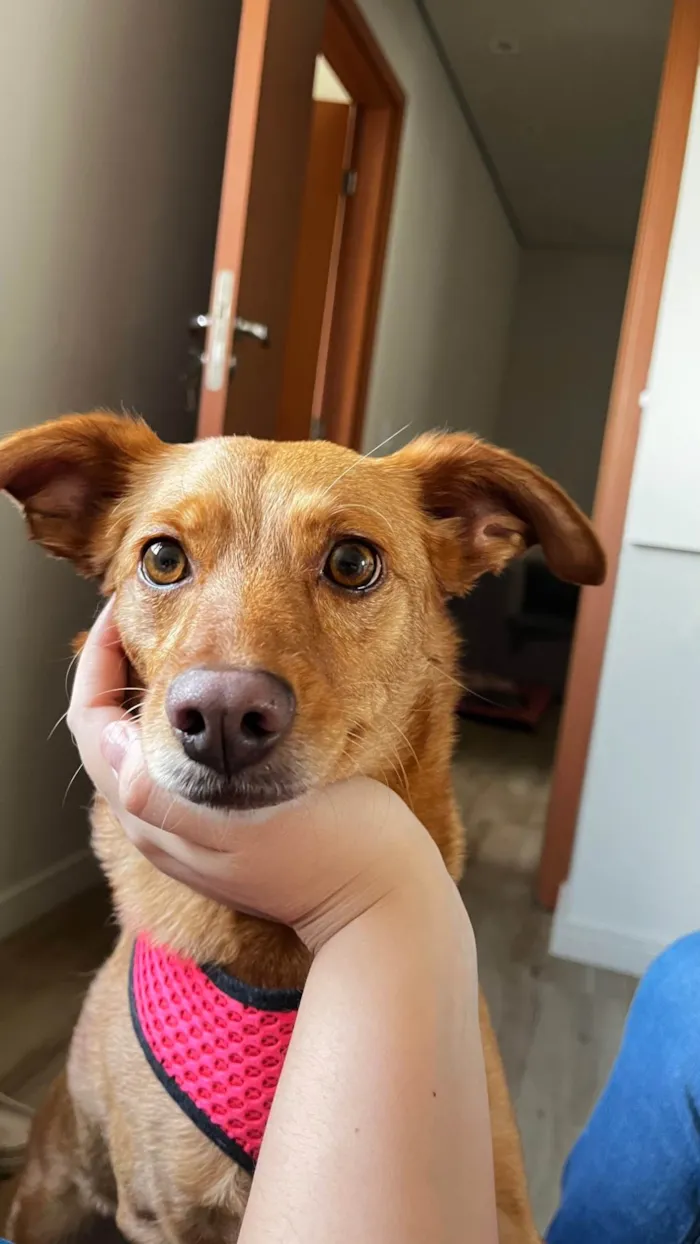 Cachorro ra a SRD-ViraLata idade 4 anos nome Mel 