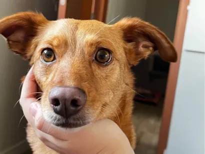 Cachorro raça SRD-ViraLata idade 4 anos nome Mel 