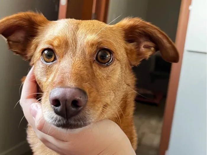 Cachorro ra a SRD-ViraLata idade 4 anos nome Mel 