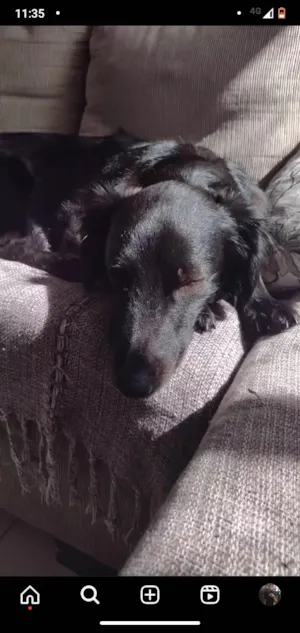 Cachorro raça SRD-ViraLata idade 4 anos nome Mili 