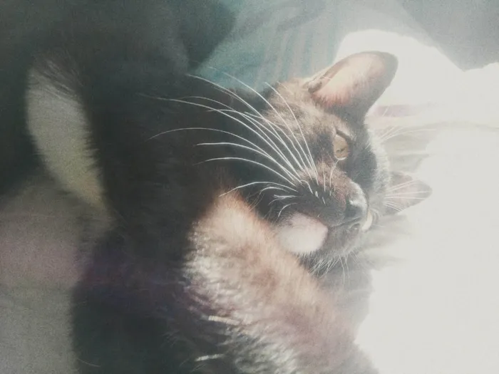 Gato ra a SRD-ViraLata idade 2 a 6 meses nome Mia 