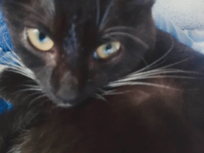 Gato ra a SRD-ViraLata idade 2 a 6 meses nome Mia 