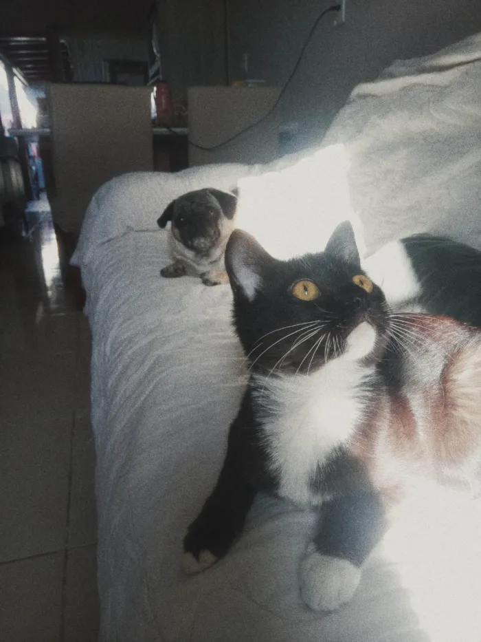 Gato ra a SRD-ViraLata idade 2 a 6 meses nome Mia 