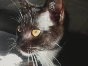 Gato raça SRD-ViraLata idade 2 a 6 meses nome Mia 