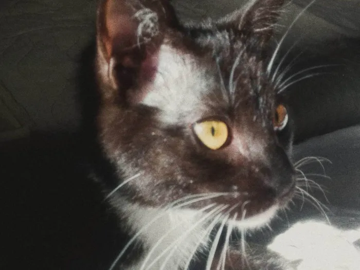 Gato ra a SRD-ViraLata idade 2 a 6 meses nome Mia 