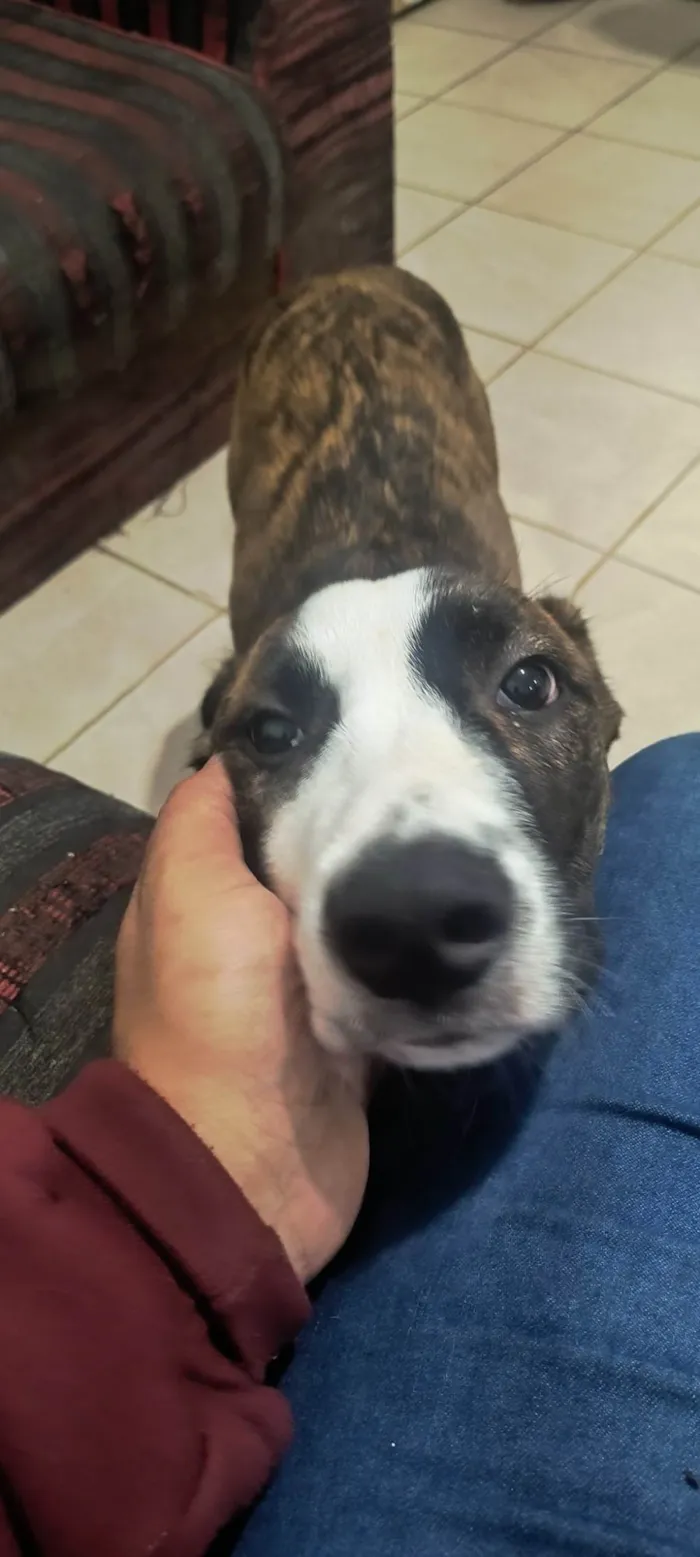 Cachorro ra a SRD-ViraLata idade 2 a 6 meses nome Nita