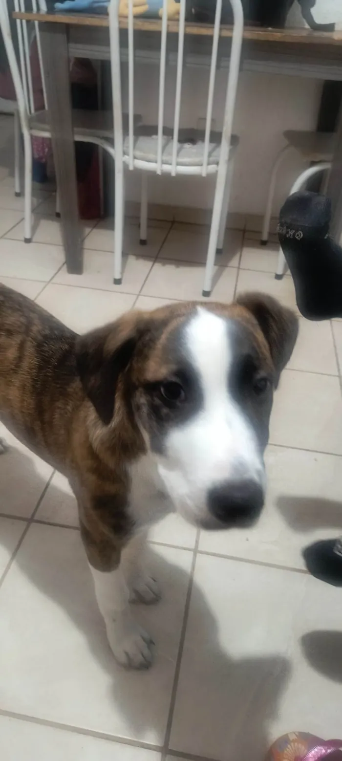 Cachorro ra a SRD-ViraLata idade 2 a 6 meses nome Nita