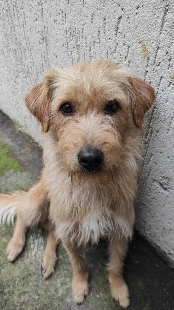 Cachorro ra a SRD-ViraLata idade 2 a 6 meses nome Paçoca 