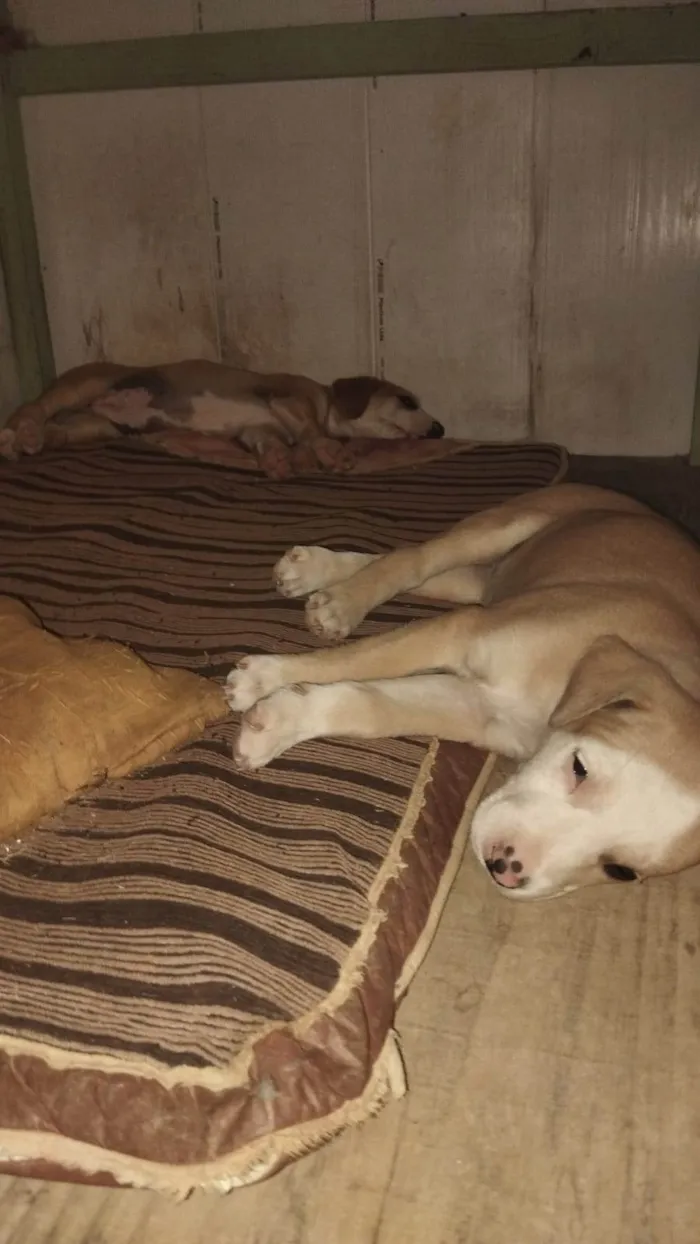 Cachorro ra a SRD-ViraLata idade 2 a 6 meses nome Maquiada