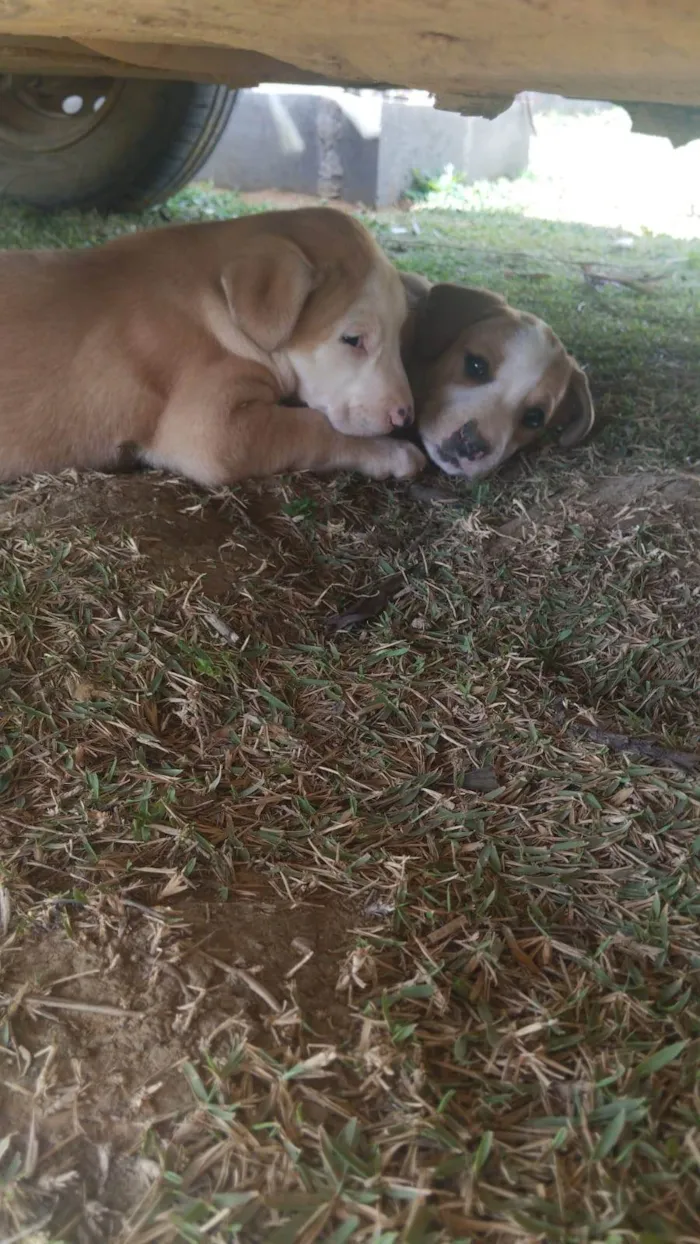 Cachorro ra a SRD-ViraLata idade 2 a 6 meses nome Maquiada