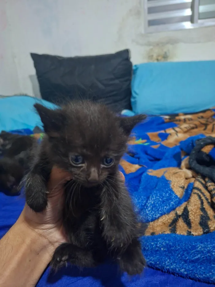 Gato ra a SRD-ViraLata idade Abaixo de 2 meses nome Sem nome ainda 