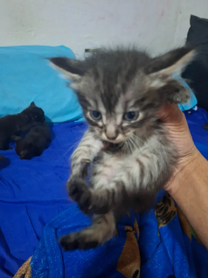 Gato ra a SRD-ViraLata idade Abaixo de 2 meses nome Sem nome ainda 