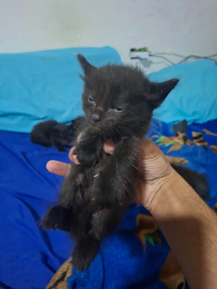 Gato ra a SRD-ViraLata idade Abaixo de 2 meses nome Sem nome ainda 