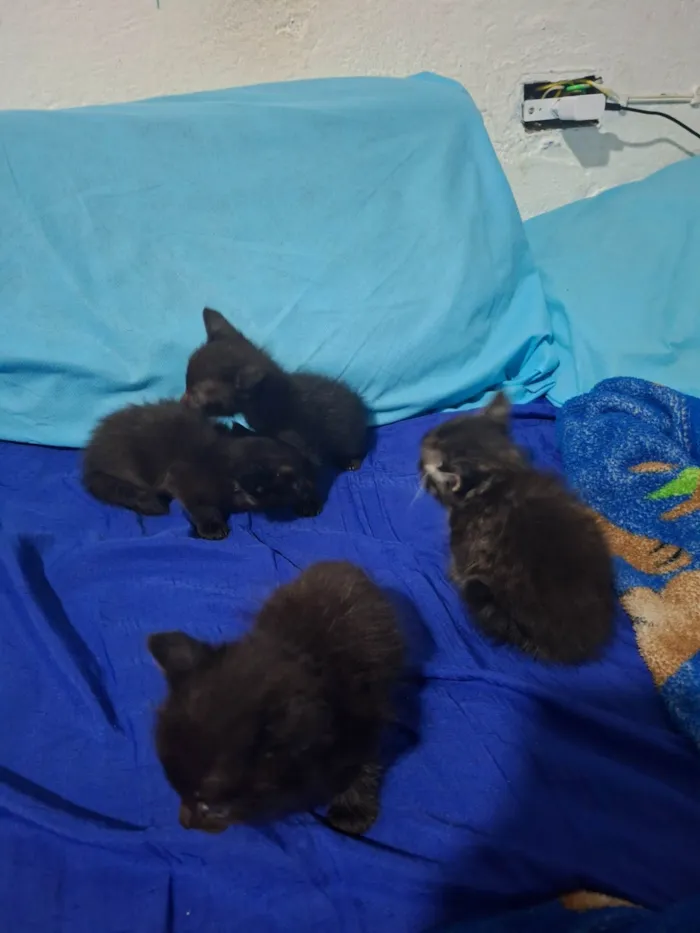 Gato ra a SRD-ViraLata idade Abaixo de 2 meses nome Sem nome ainda 