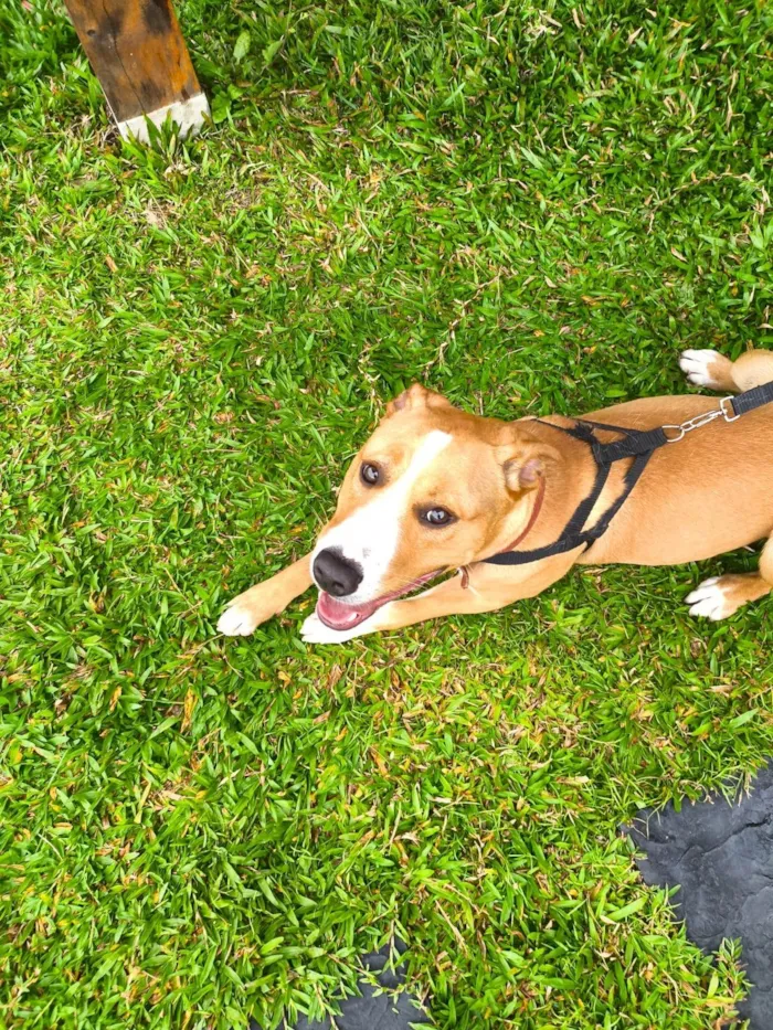 Cachorro ra a SRD-ViraLata idade 7 a 11 meses nome Tobi 
