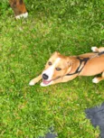 Tobi