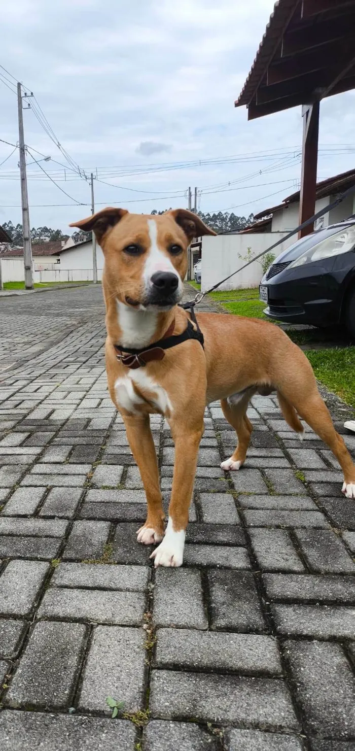 Cachorro ra a SRD-ViraLata idade 7 a 11 meses nome Tobi 