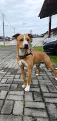 Tobi