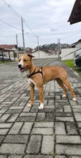 Tobi