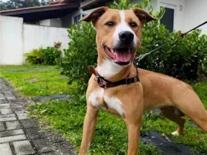 Cachorro raça SRD-ViraLata idade 7 a 11 meses nome Tobi 
