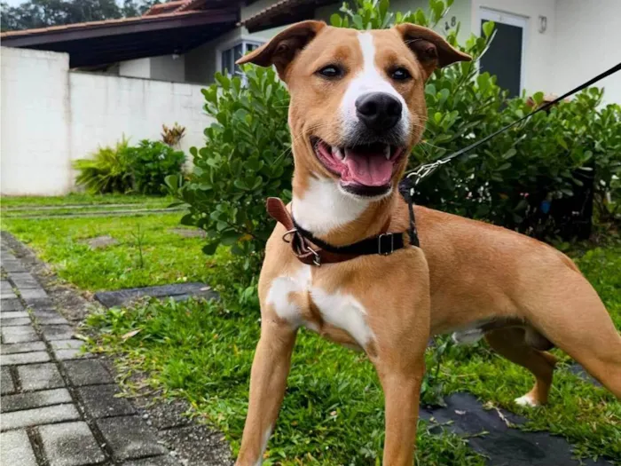Cachorro ra a SRD-ViraLata idade 7 a 11 meses nome Tobi 
