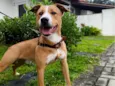Tobi