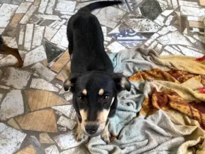 Cachorro raça SRD-ViraLata idade 2 a 6 meses nome Temos o nome de amora para ela 