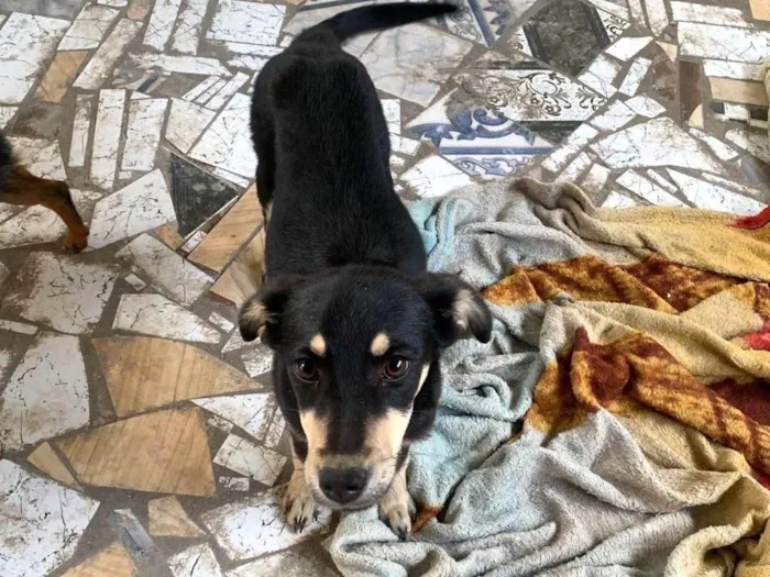 Cachorro ra a SRD-ViraLata idade 2 a 6 meses nome Temos o nome de amora para ela
