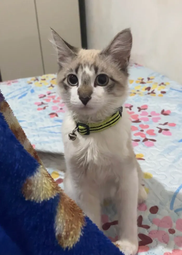Gato ra a Ragdoll idade 7 a 11 meses nome Luck ou Dhuguinho