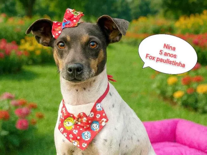 Cachorro raça Fox Terrier idade 4 anos nome Nina