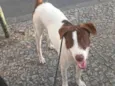 Tobi 