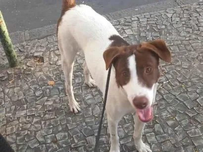 Cachorro raça SRD-ViraLata idade 7 a 11 meses nome Tobi 
