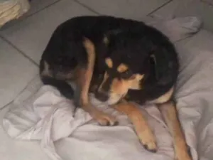 Cachorro raça SRD-ViraLata idade 1 ano nome Luna