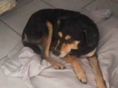 Cachorro raça SRD-ViraLata idade 1 ano nome Luna