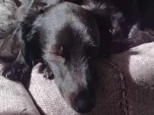 Cachorro raça SRD-ViraLata idade 4 anos nome Mili 