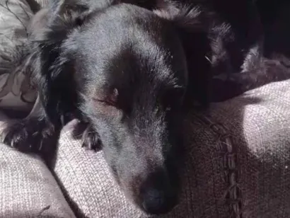 Cachorro raça SRD-ViraLata idade 4 anos nome Mili 