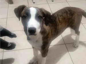 Cachorro raça SRD-ViraLata idade 2 a 6 meses nome Nita