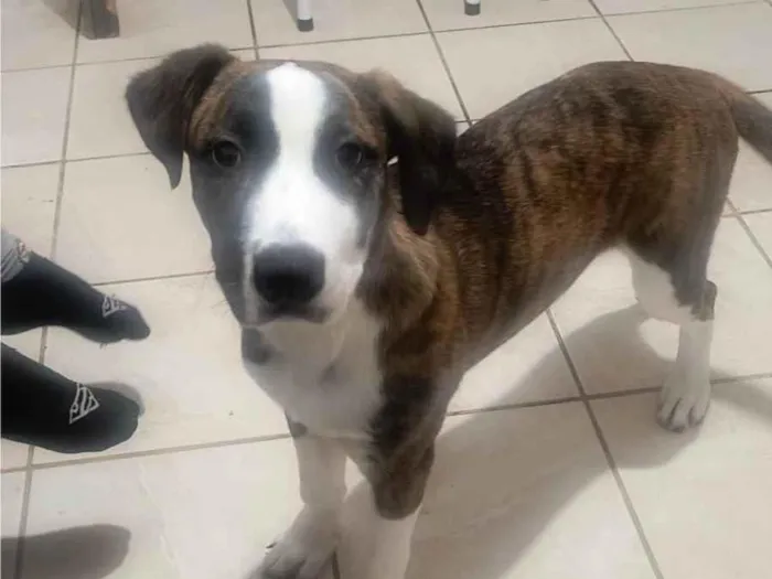Cachorro ra a SRD-ViraLata idade 2 a 6 meses nome Nita