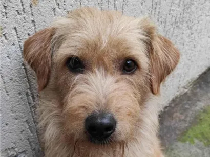 Cachorro raça SRD-ViraLata idade 2 a 6 meses nome Paçoca 