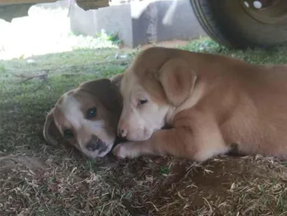 Cachorro raça SRD-ViraLata idade 2 a 6 meses nome Maquiada